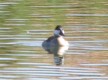 Ruddy Duck - ML611844930