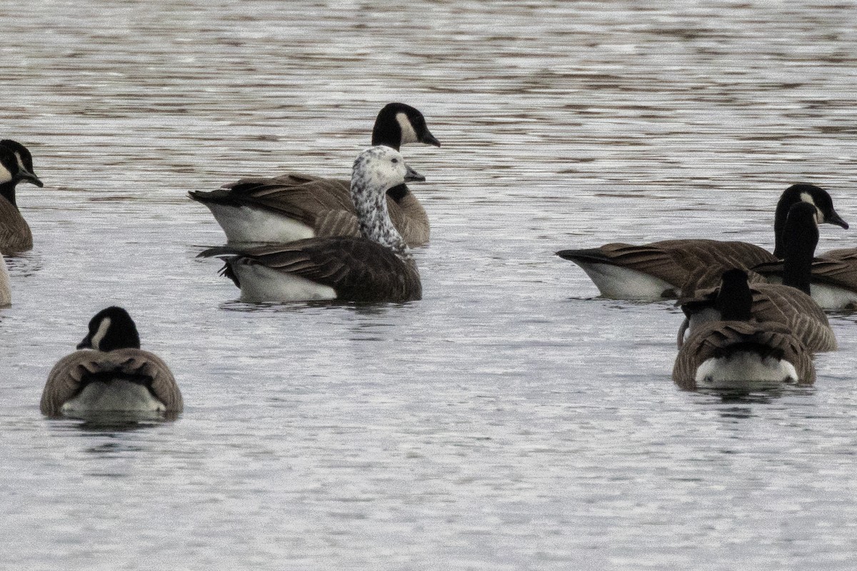 Snow x Cackling Goose (hybrid) - ML611844988