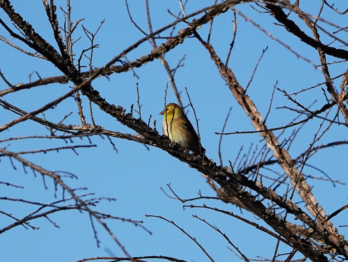 American Goldfinch - Brian Carlson