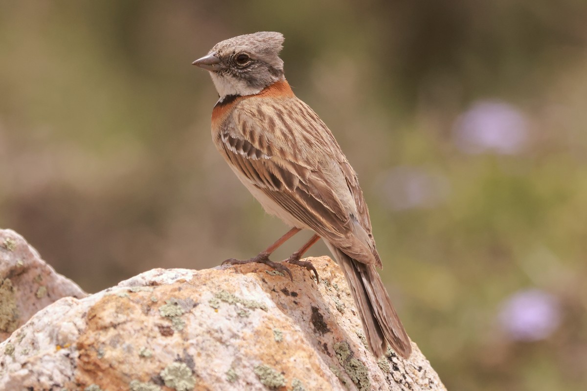 Rufous-collared Sparrow - ML611845011