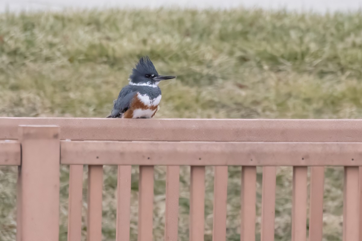 Belted Kingfisher - ML611845013