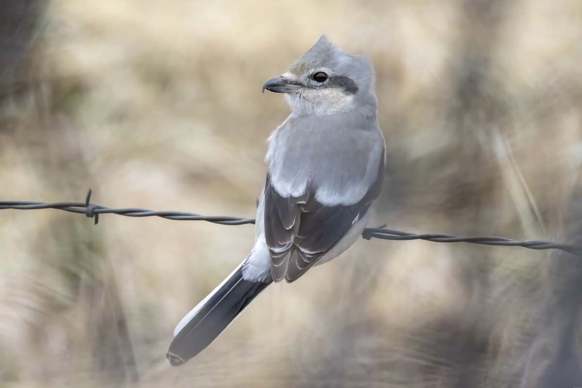 Northern Shrike (American) - Tommy Childers