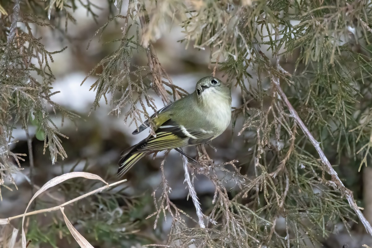 Ruby-crowned Kinglet - ML611845068