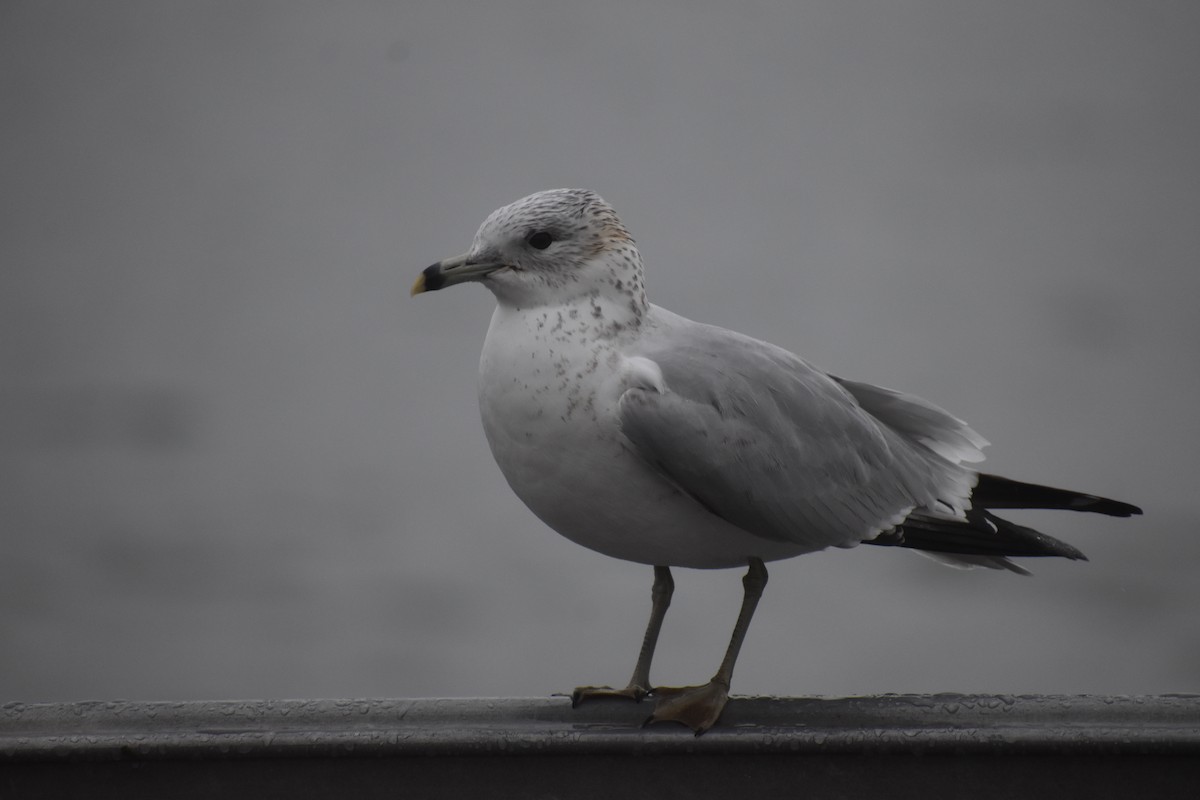 Ring-billed Gull - ML611845077