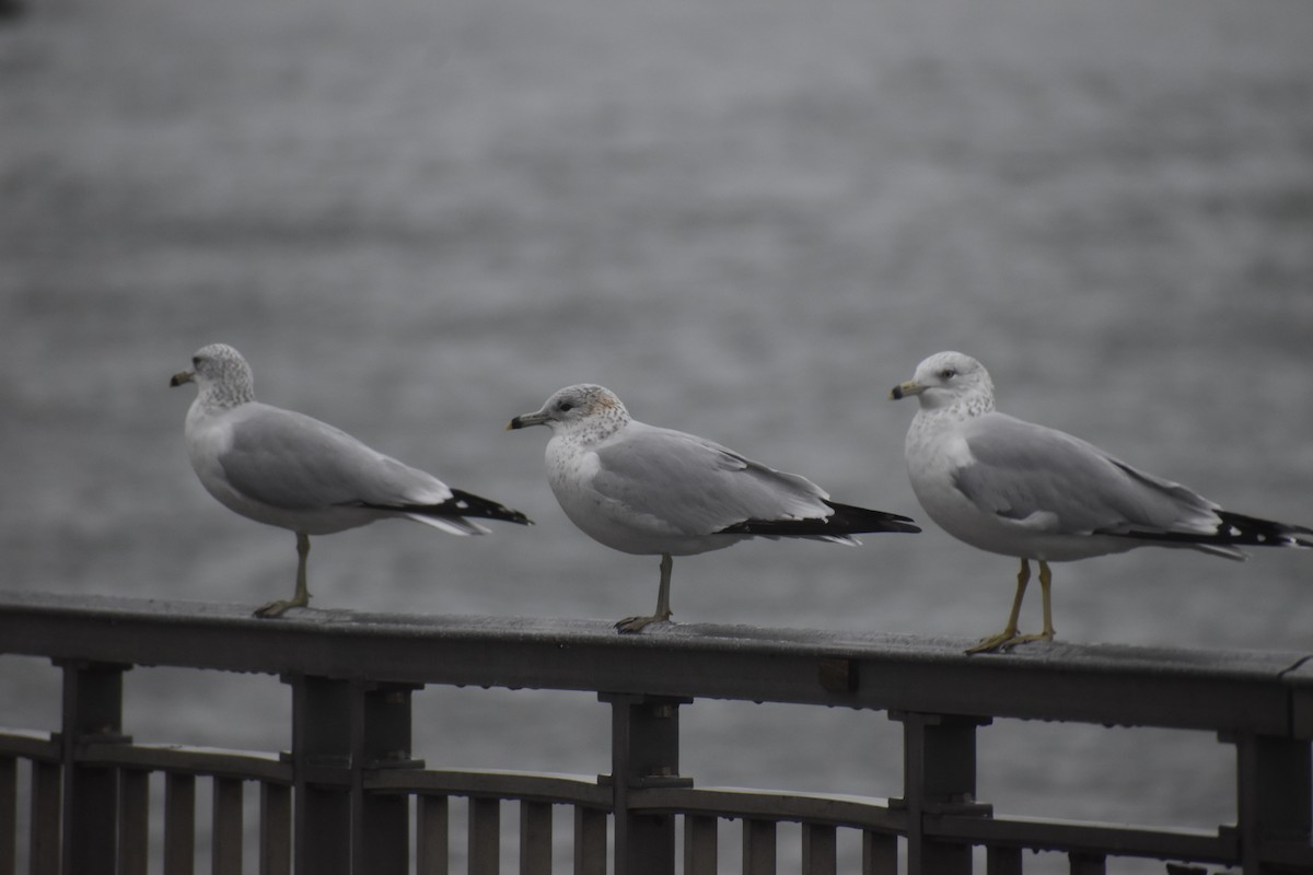 Ring-billed Gull - ML611845084