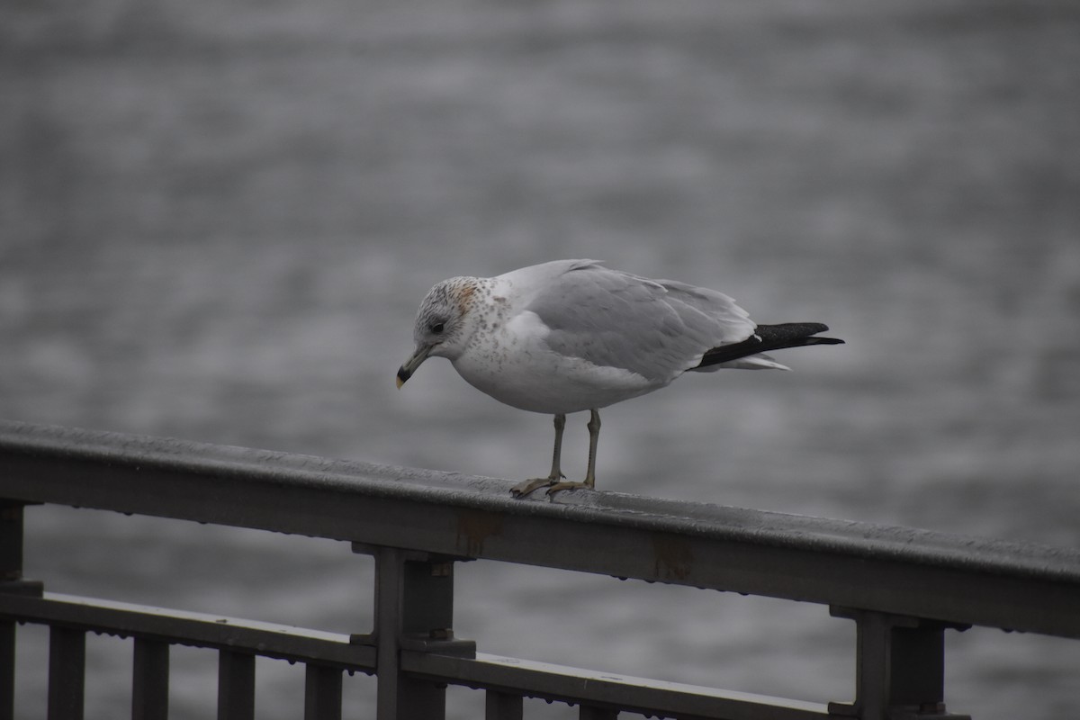 Ring-billed Gull - ML611845089