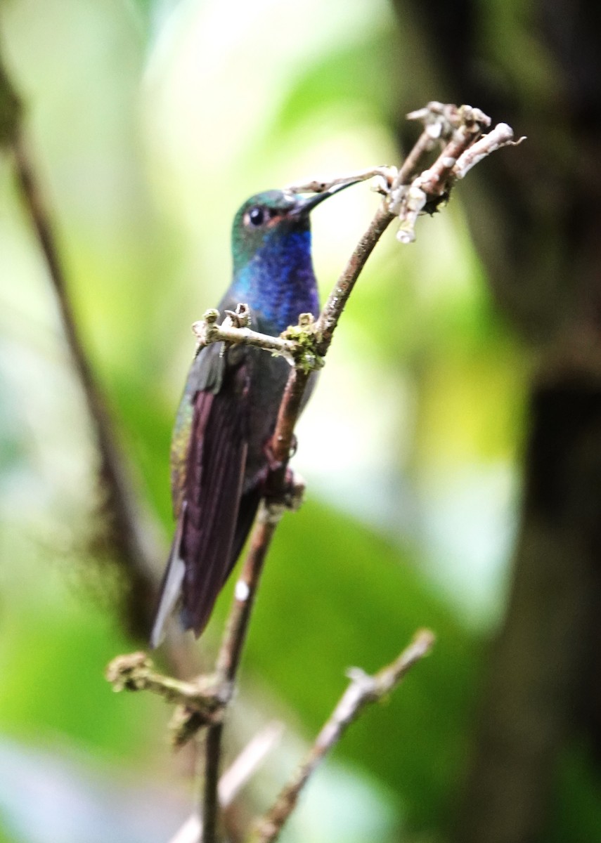 kolibřík zelenohřbetý - ML611845102
