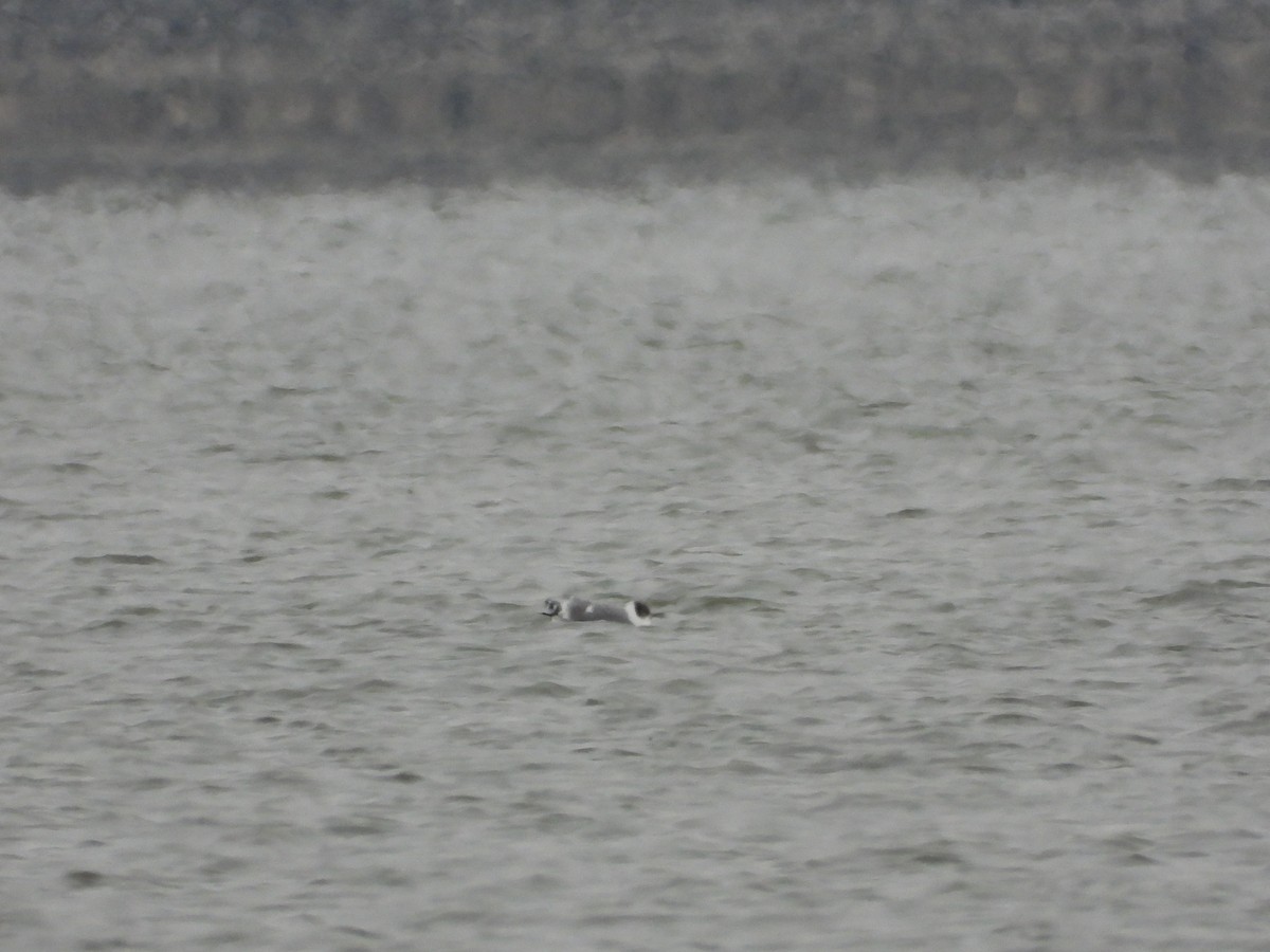 Franklin's Gull - ML611845157