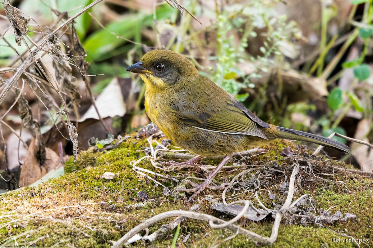 Weißbart-Buschammer (albofrenatus) - ML611845162