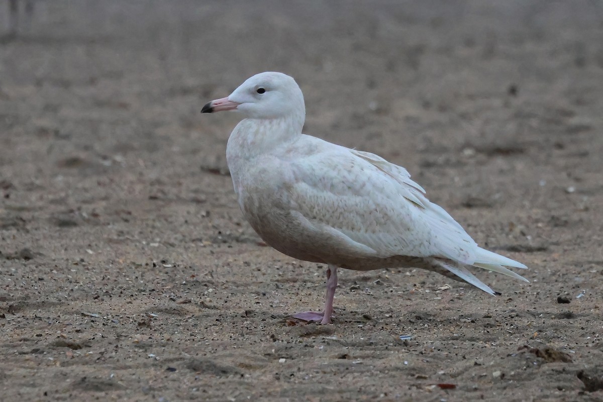 Glaucous Gull - ML611845203