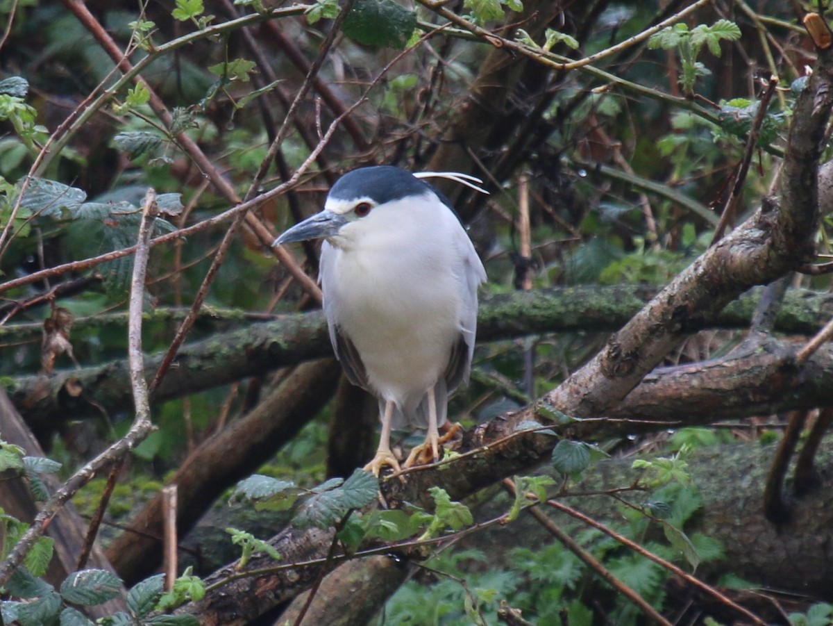 Black-crowned Night Heron (Eurasian) - ML611845359