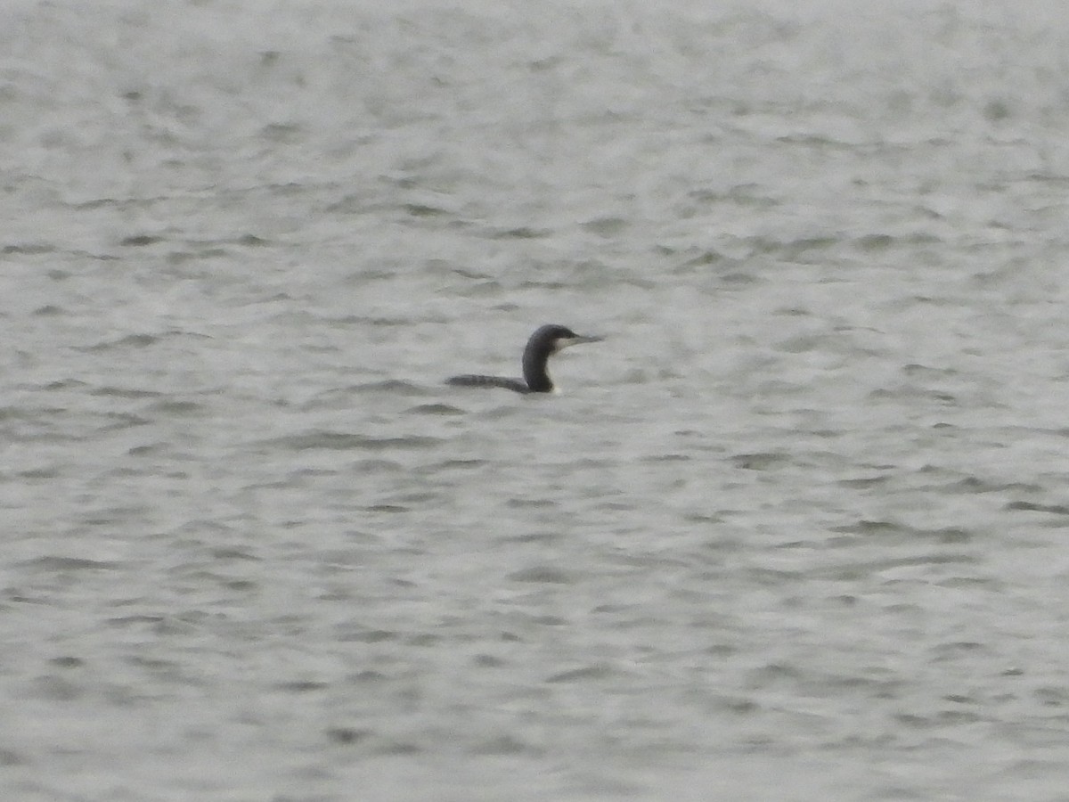 Pacific Loon - ML611845364