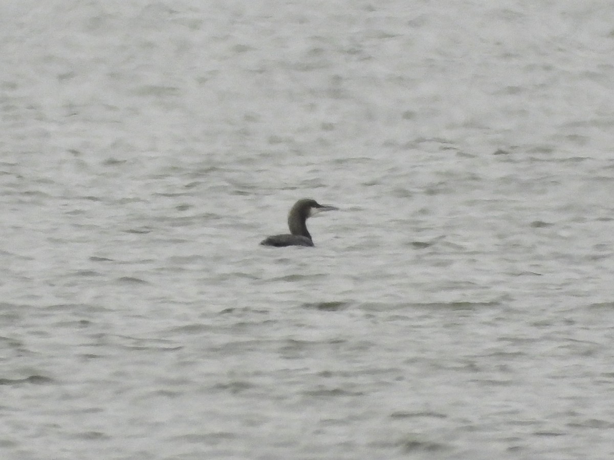 Pacific Loon - ML611845365