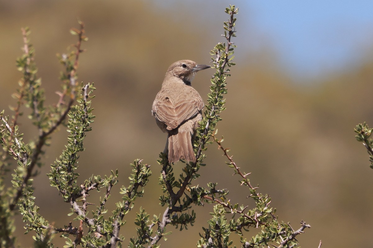 White-throated Cacholote - ML611845372