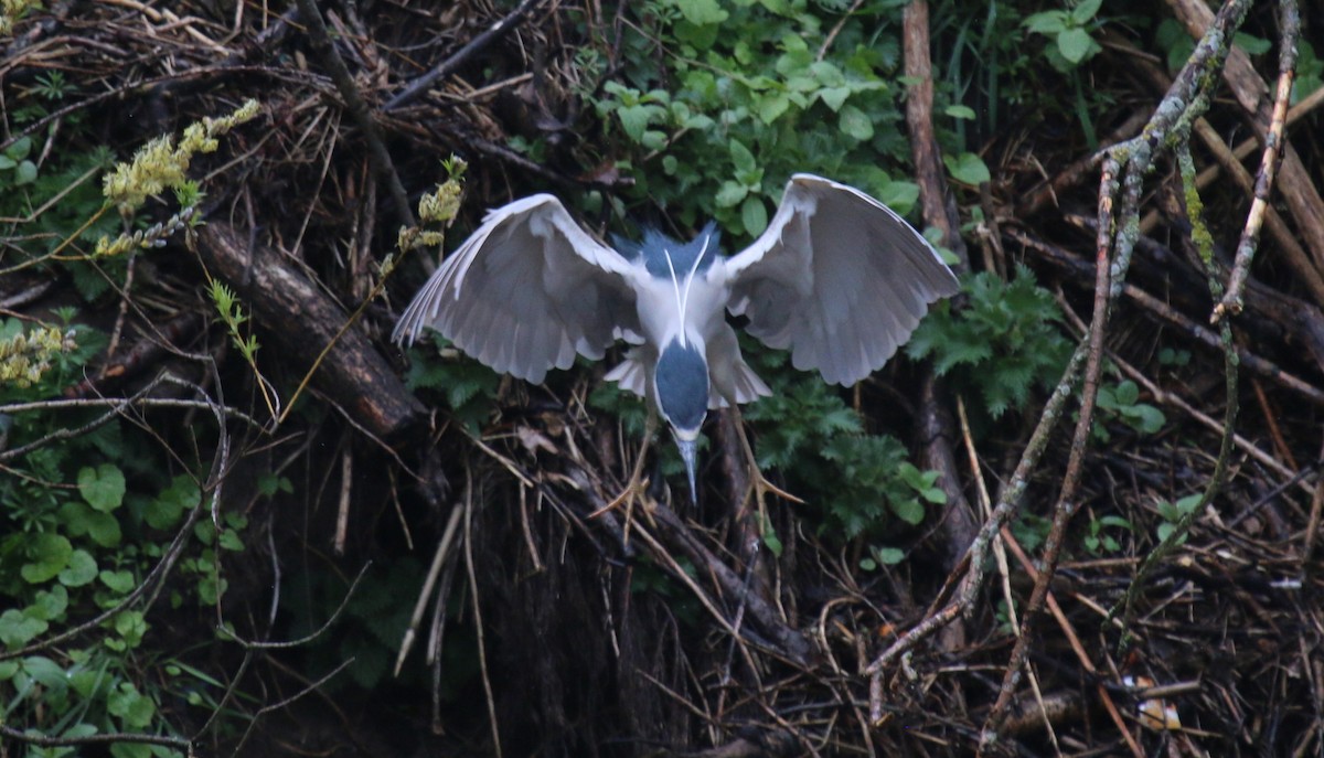 Black-crowned Night Heron (Eurasian) - ML611845431