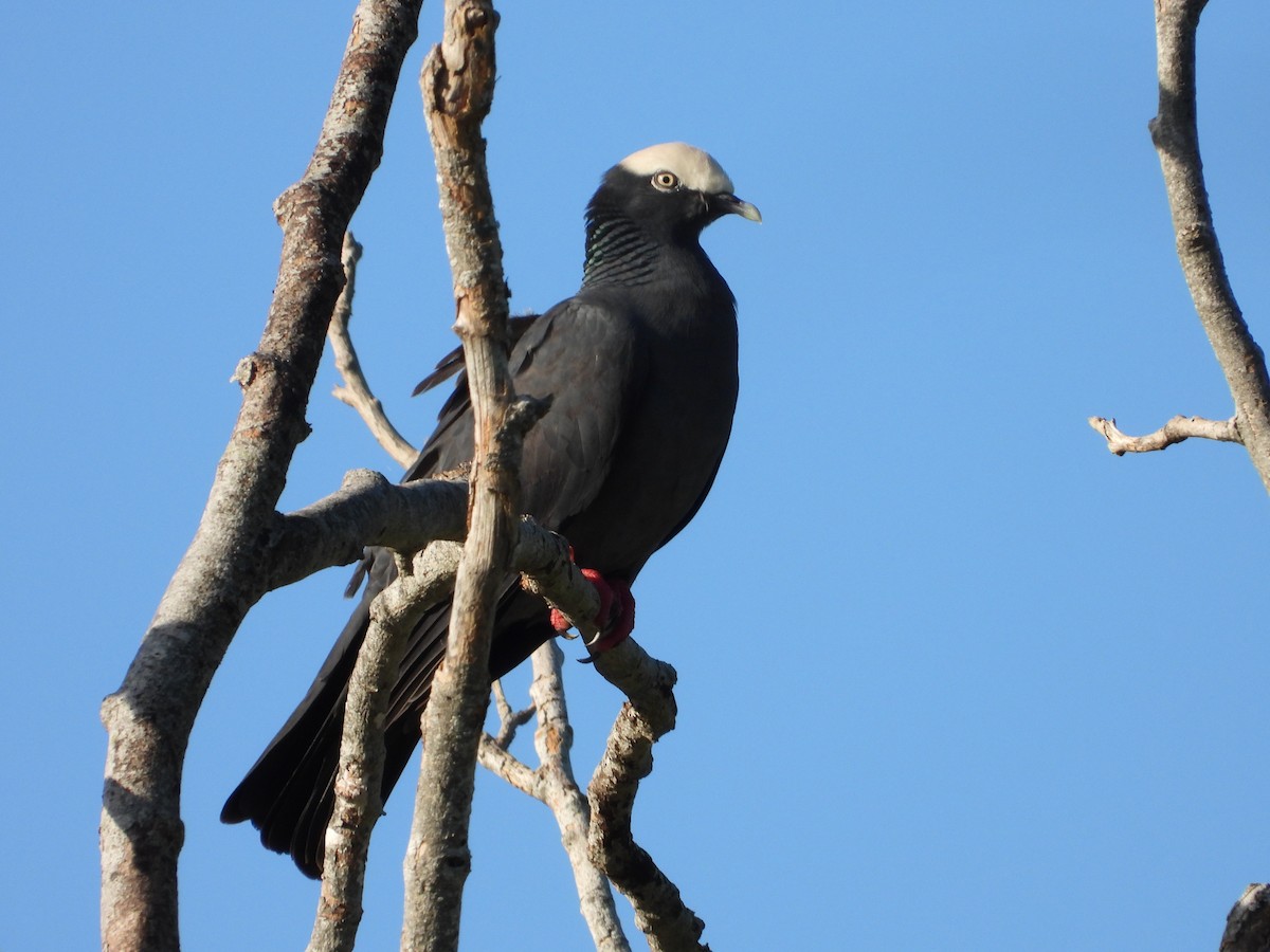 White-crowned Pigeon - ML611845549