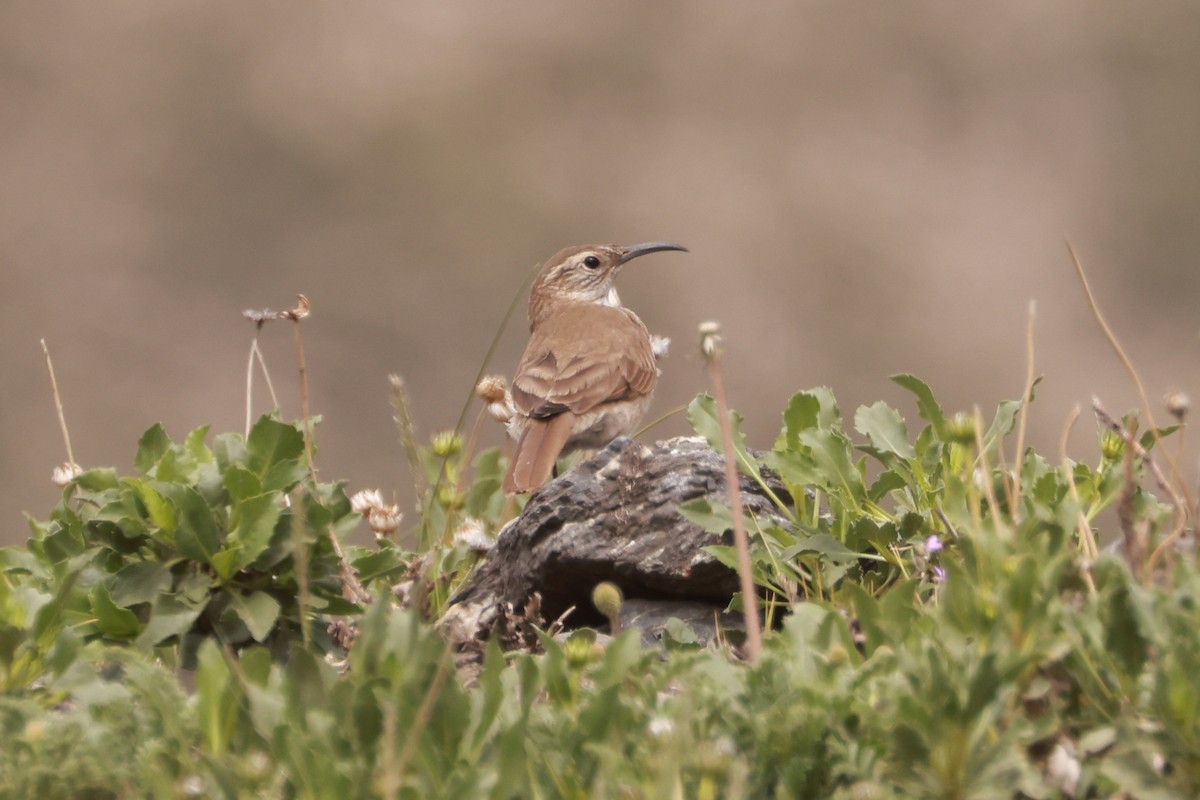 Scale-throated Earthcreeper - ML611845650