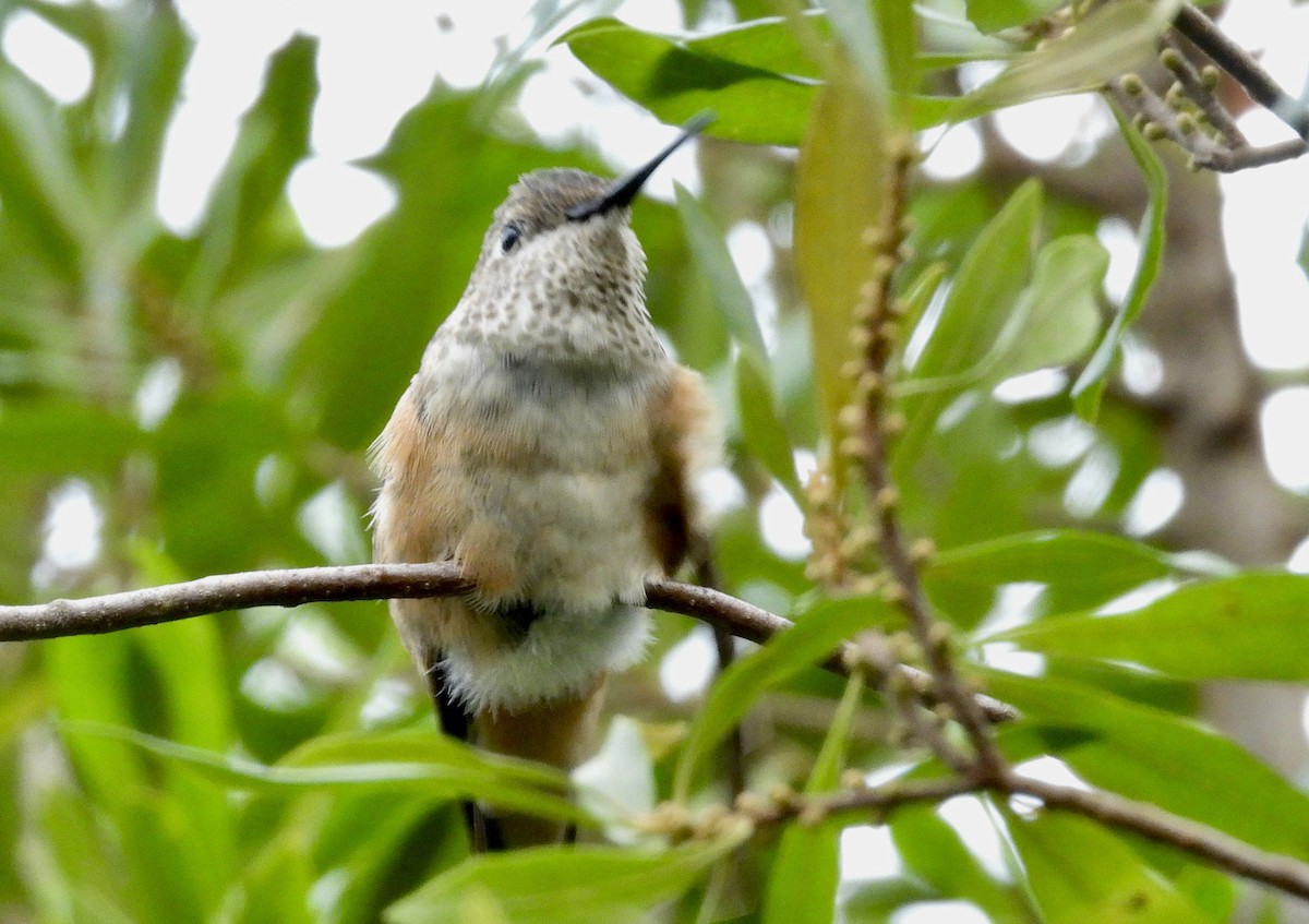 Broad-tailed Hummingbird - ML611845719