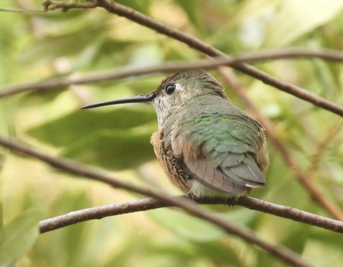Broad-tailed Hummingbird - ML611845724