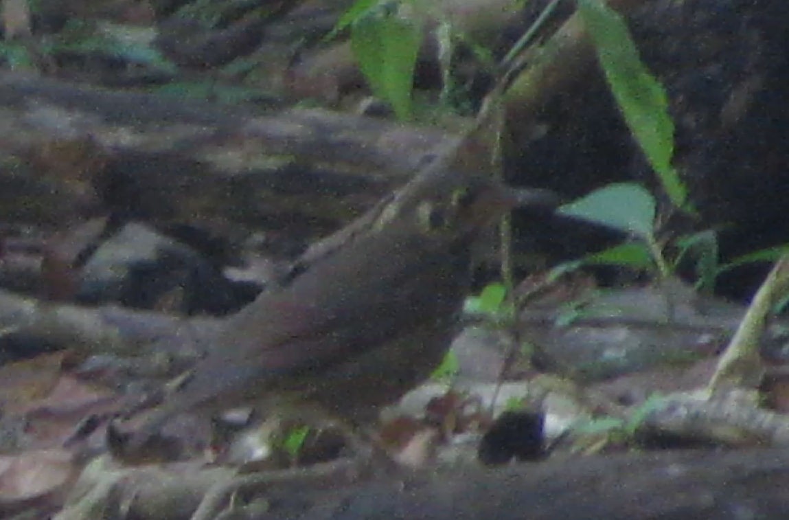 Dark-sided Thrush - Brian Stone