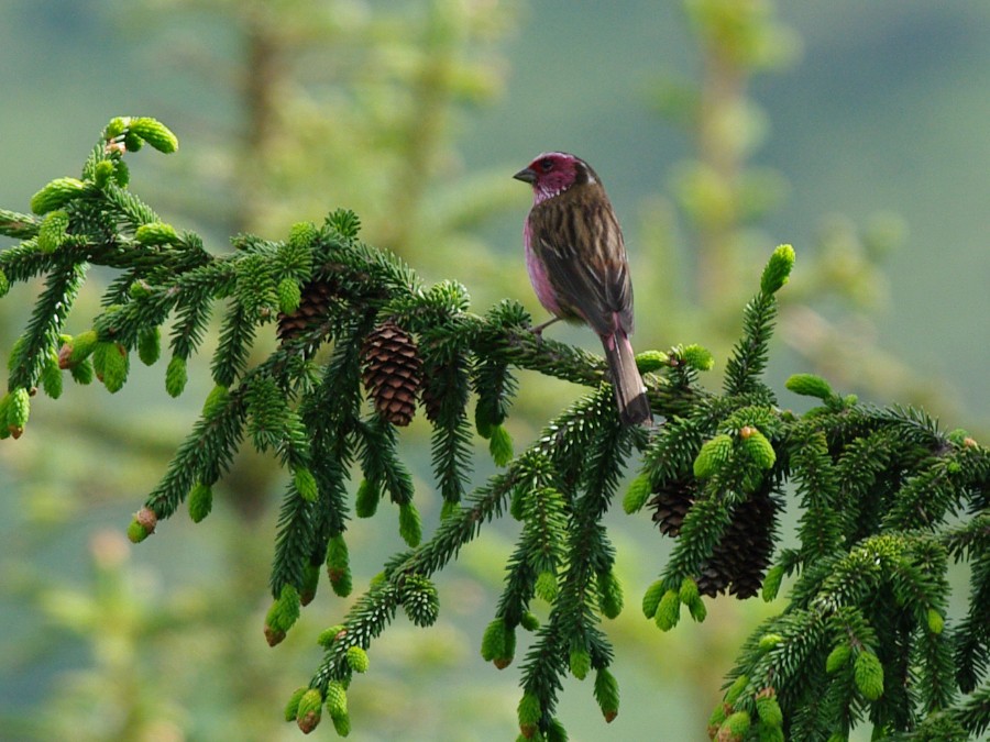 Chinese White-browed Rosefinch - ML611845833