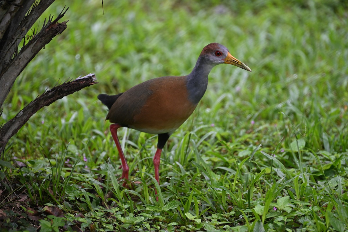 Russet-naped Wood-Rail - Andy Rathbone