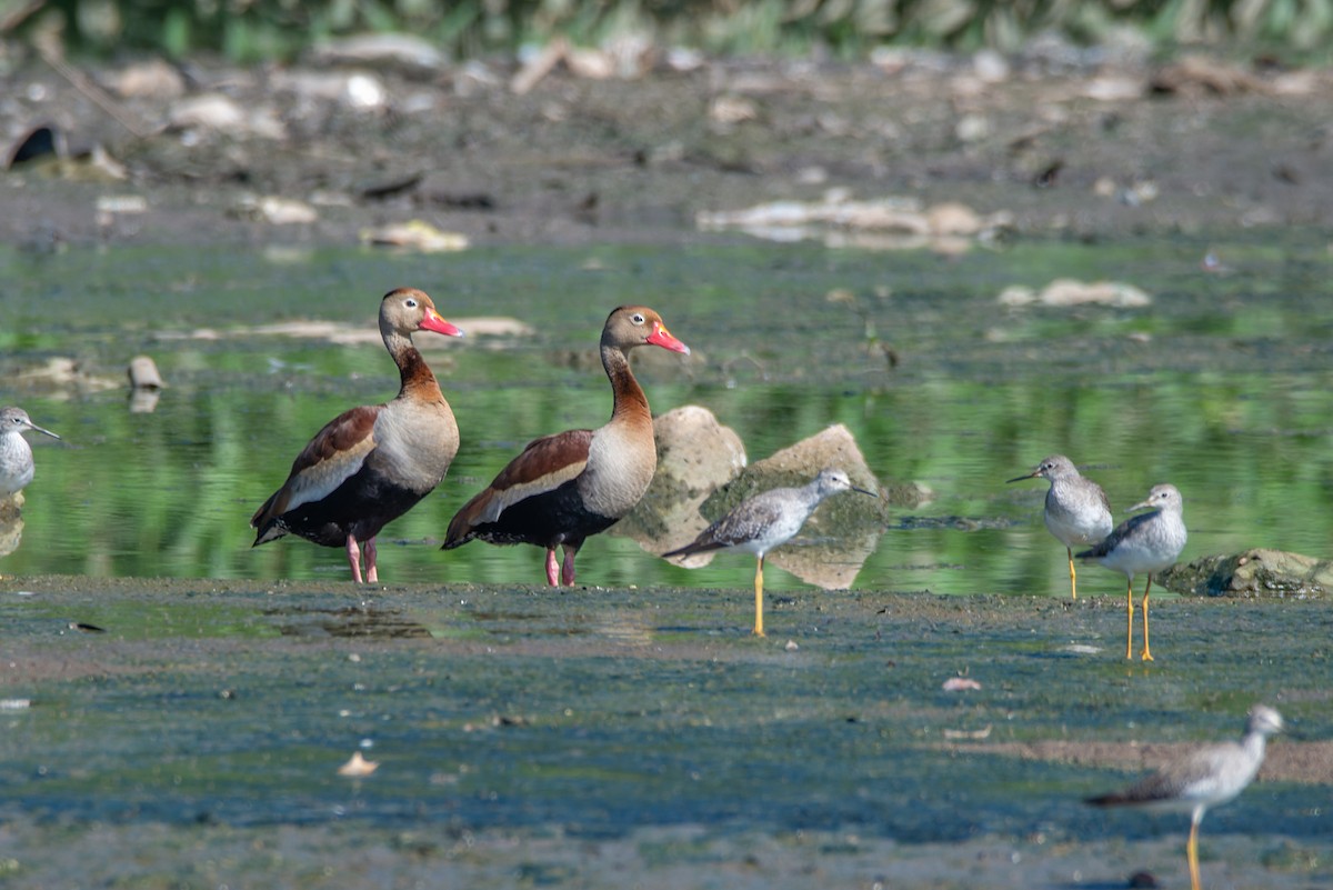 Black-bellied Whistling-Duck - ML611845871