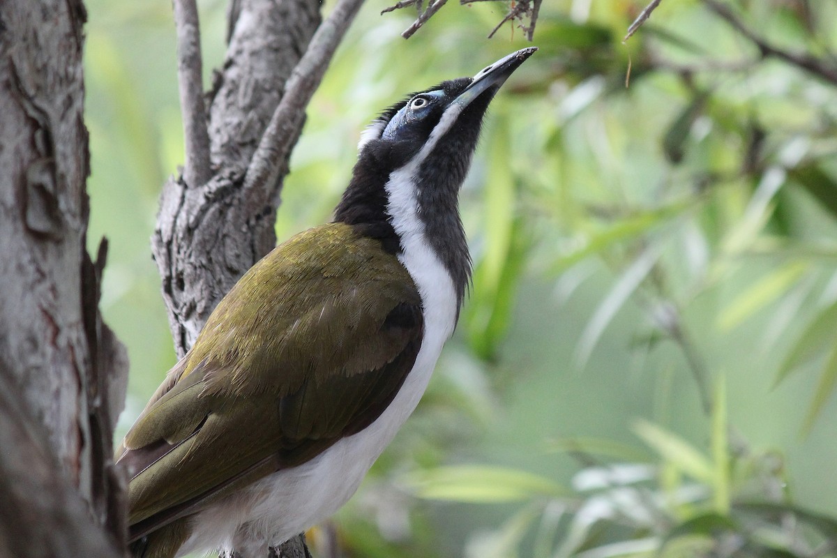 Blue-faced Honeyeater - ML611845873