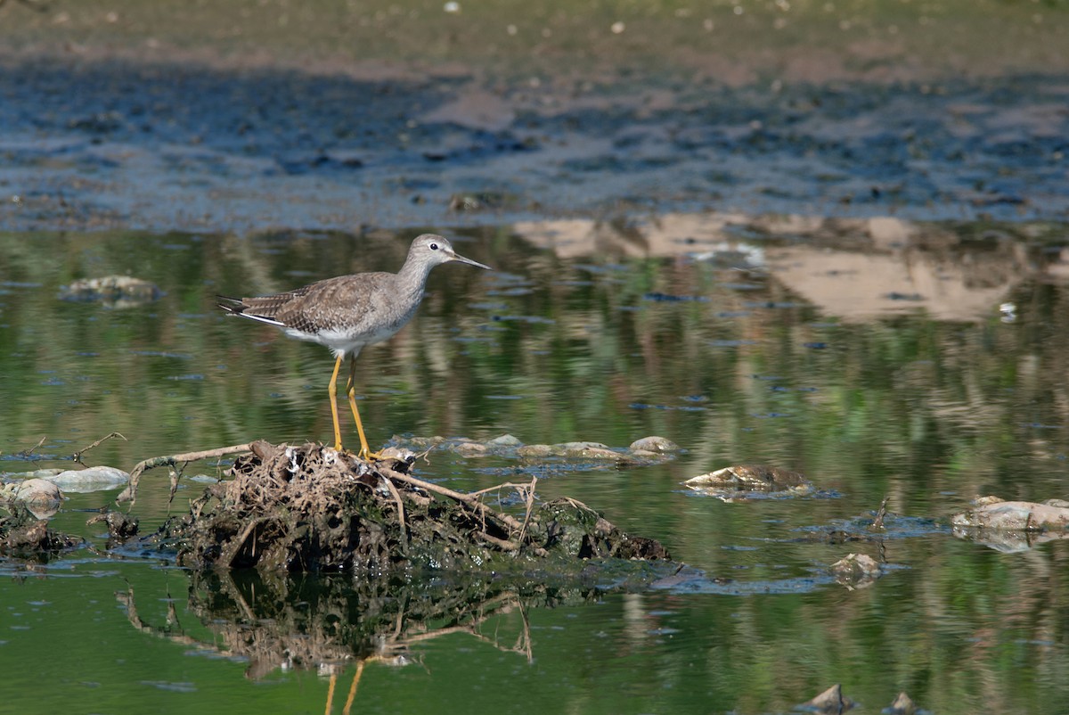 Lesser Yellowlegs - ML611845910