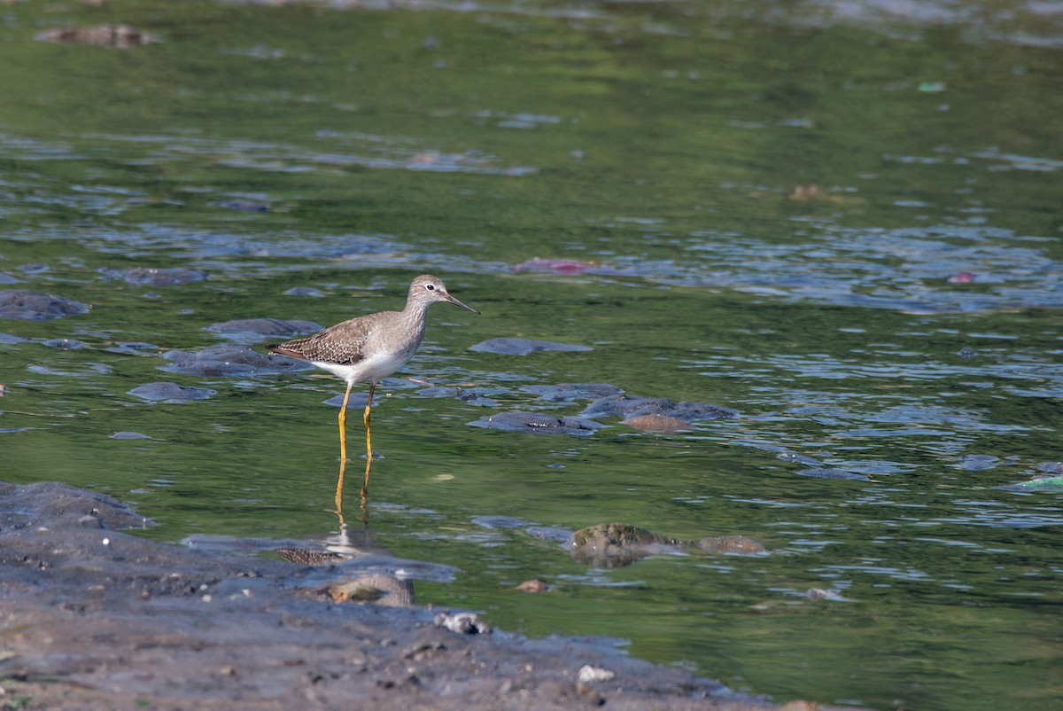 Lesser Yellowlegs - ML611845912