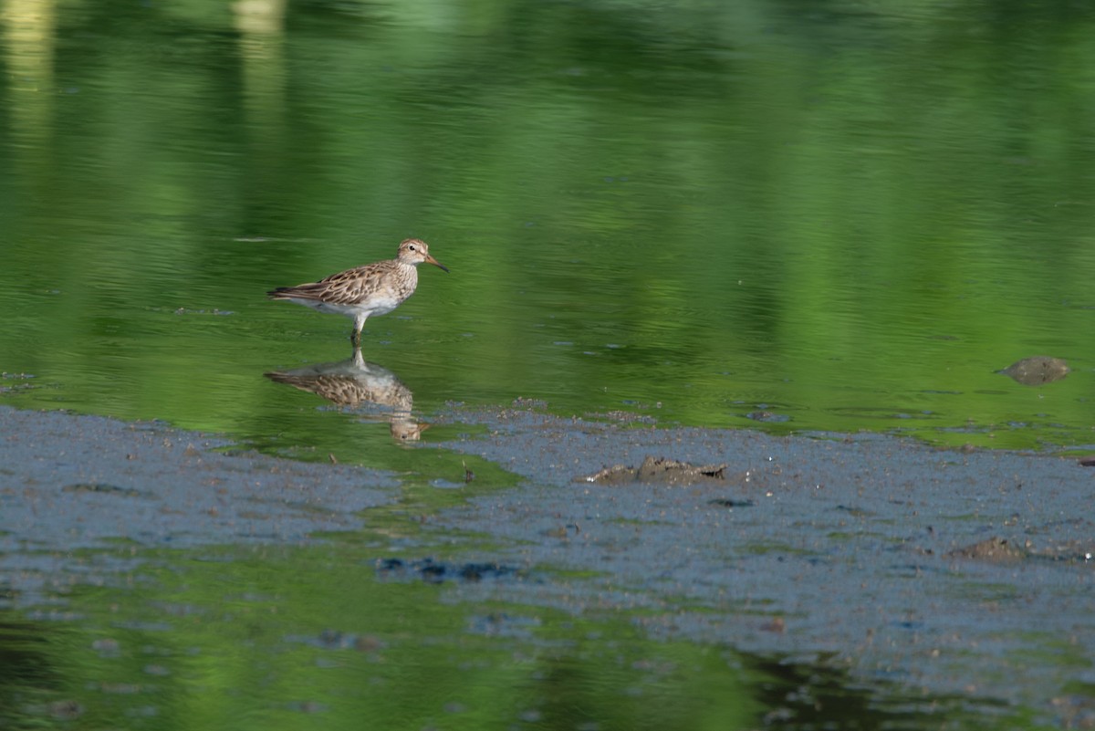 Pectoral Sandpiper - LUCIANO BERNARDES