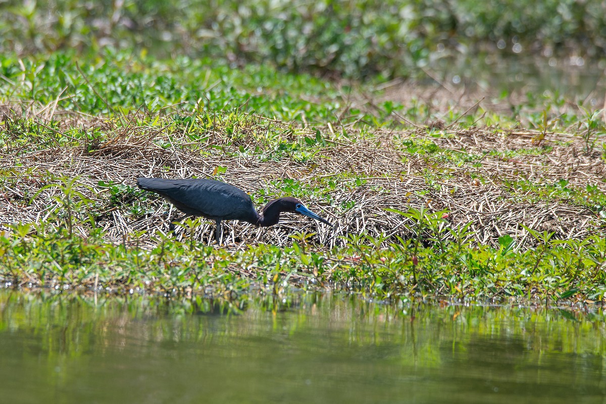 Little Blue Heron - LUCIANO BERNARDES