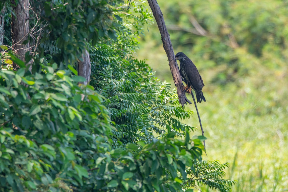 Snail Kite - ML611845970