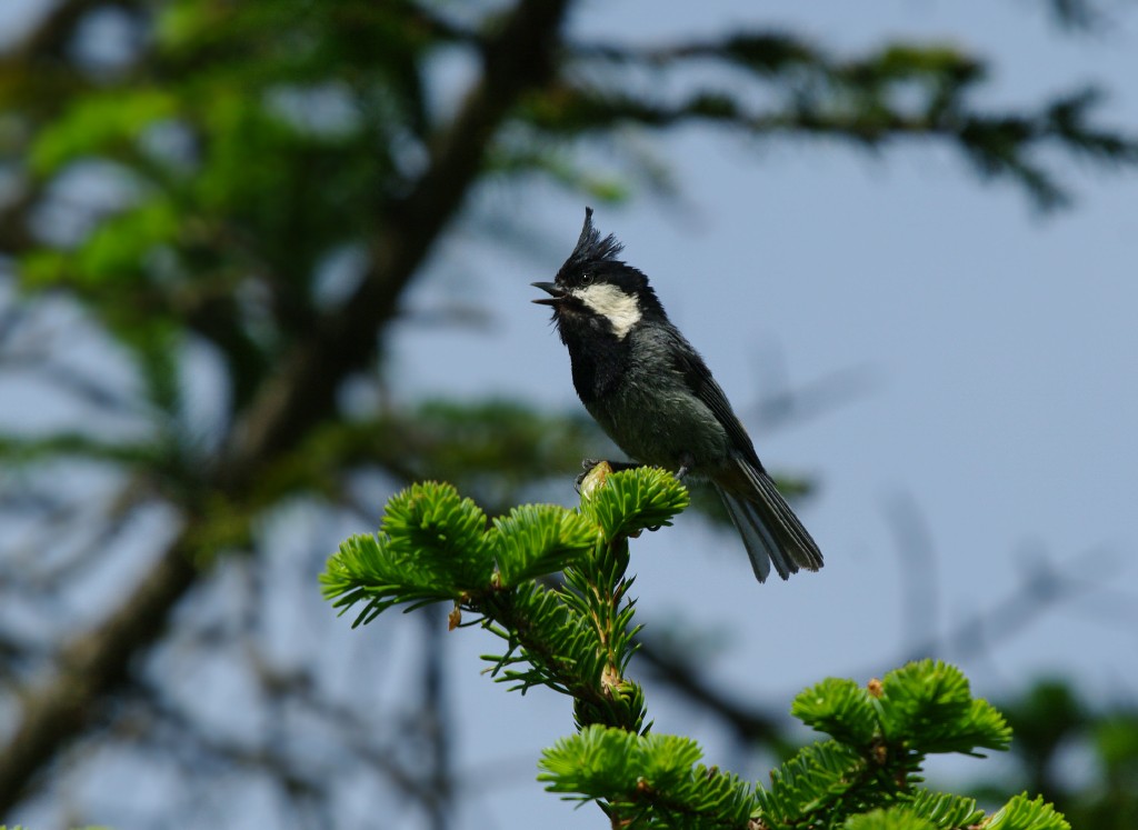 Rufous-vented Tit - Volkov Sergey