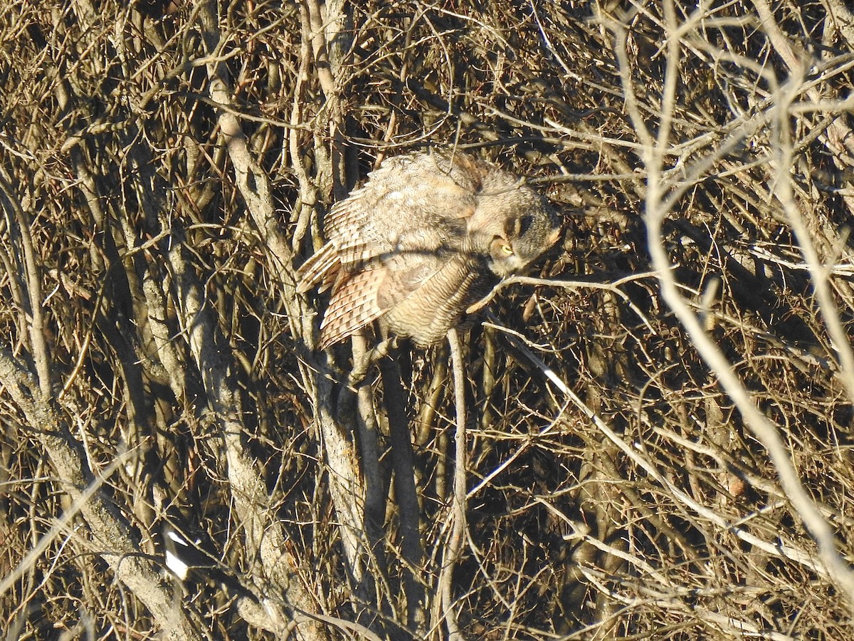 Great Horned Owl - ML611845988