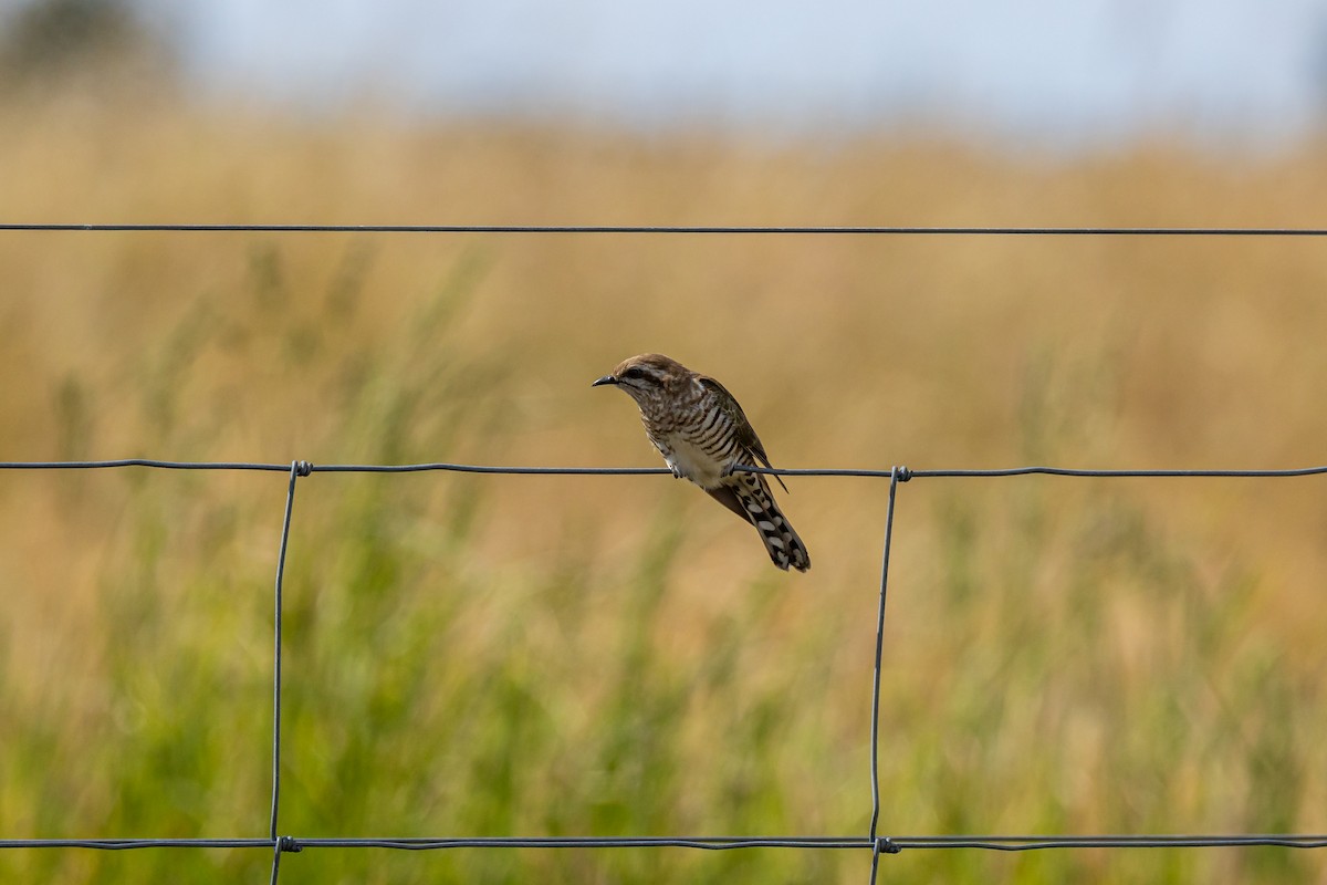 Horsfield's Bronze-Cuckoo - Nathan Bartlett