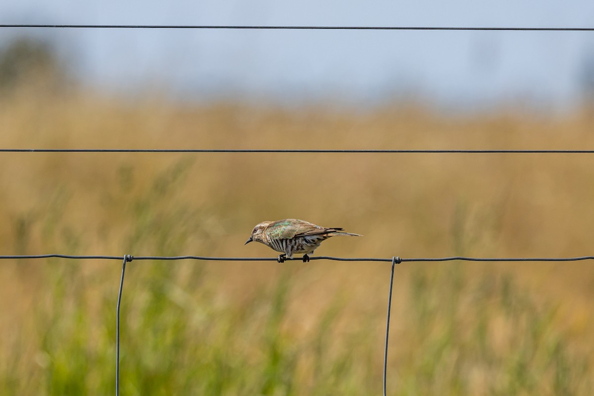 Horsfield's Bronze-Cuckoo - Nathan Bartlett