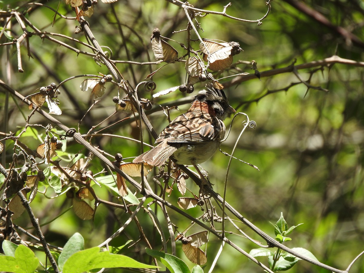 Rufous-collared Sparrow - ML611846232