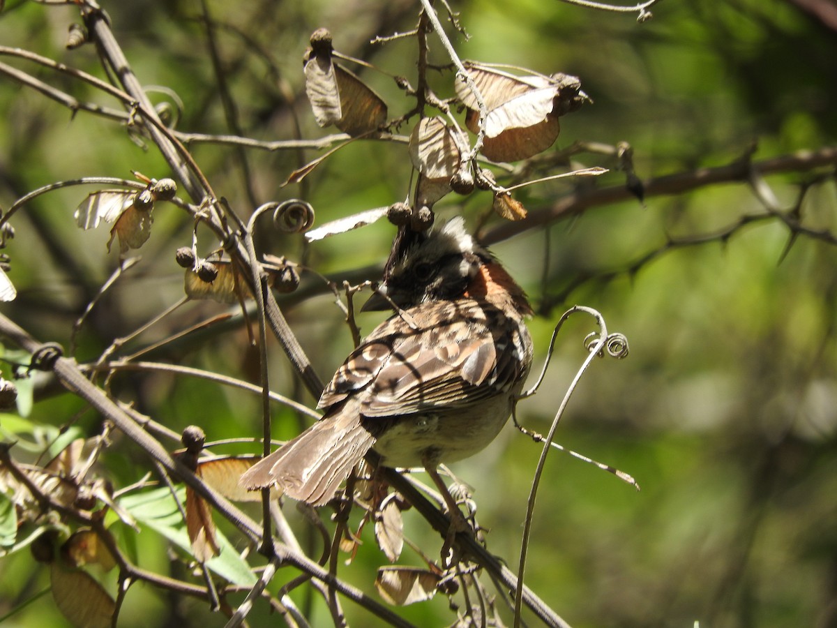 Rufous-collared Sparrow - ML611846236