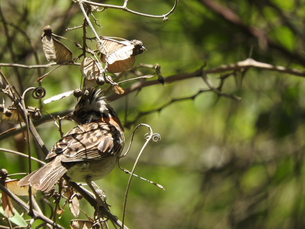 Rufous-collared Sparrow - ML611846239