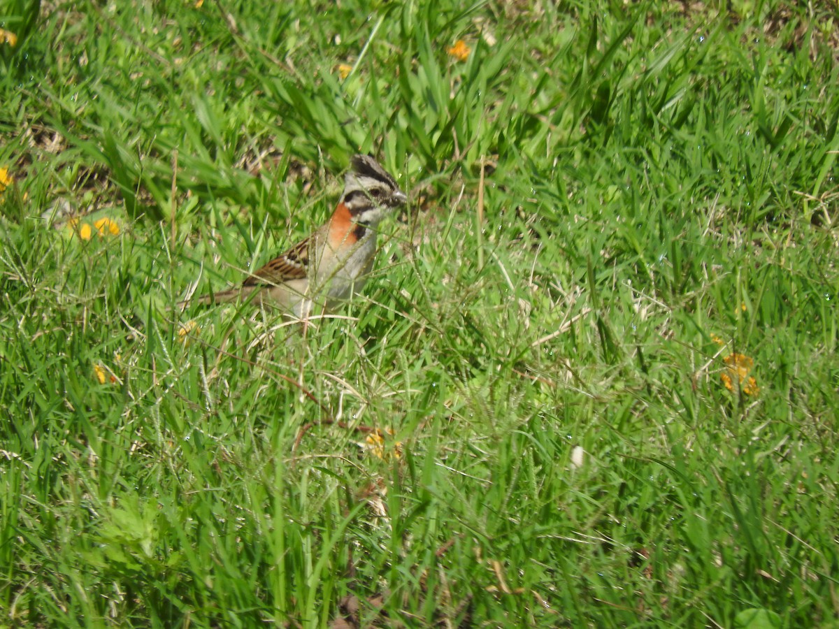 Rufous-collared Sparrow - ML611846255