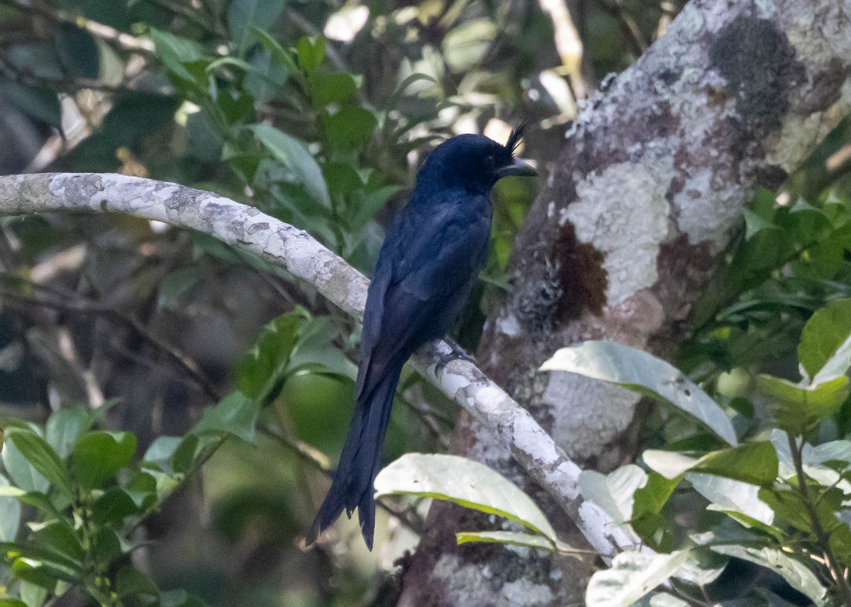 Crested Drongo - ML611846312