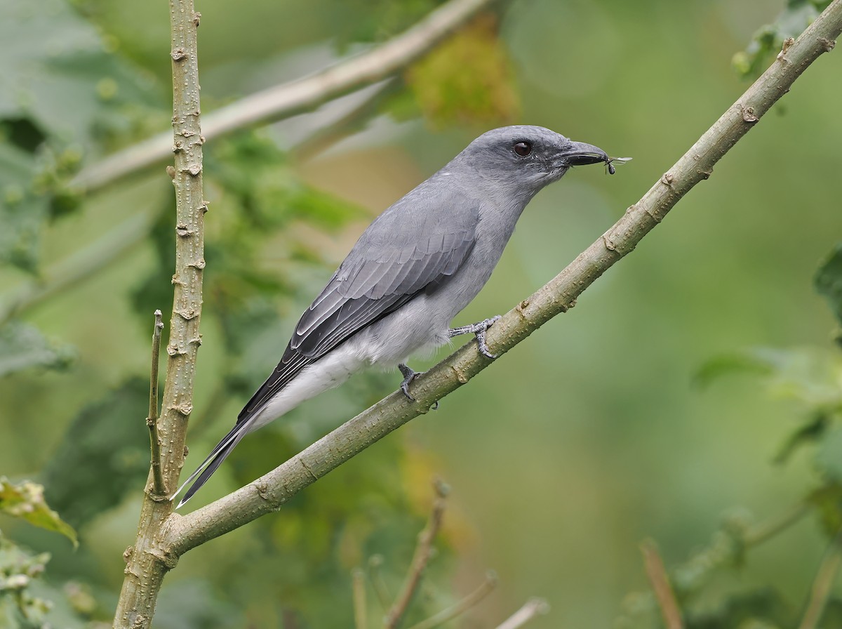 Malayan Cuckooshrike - Sam Woods/Tropical Birding Tours