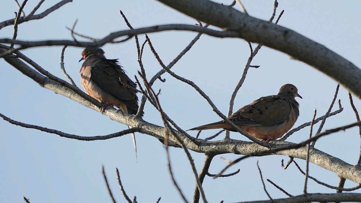 Mourning Dove - ML611846427