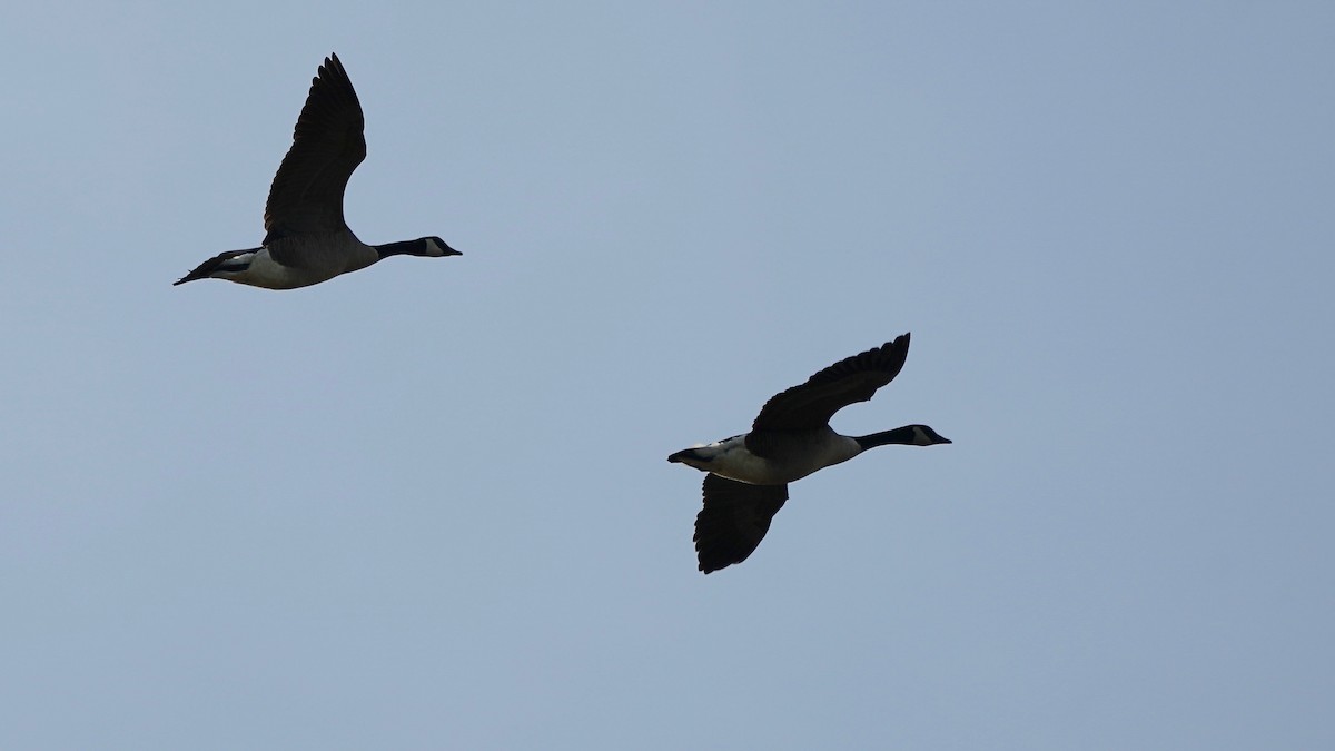 Canada Goose - Indira Thirkannad