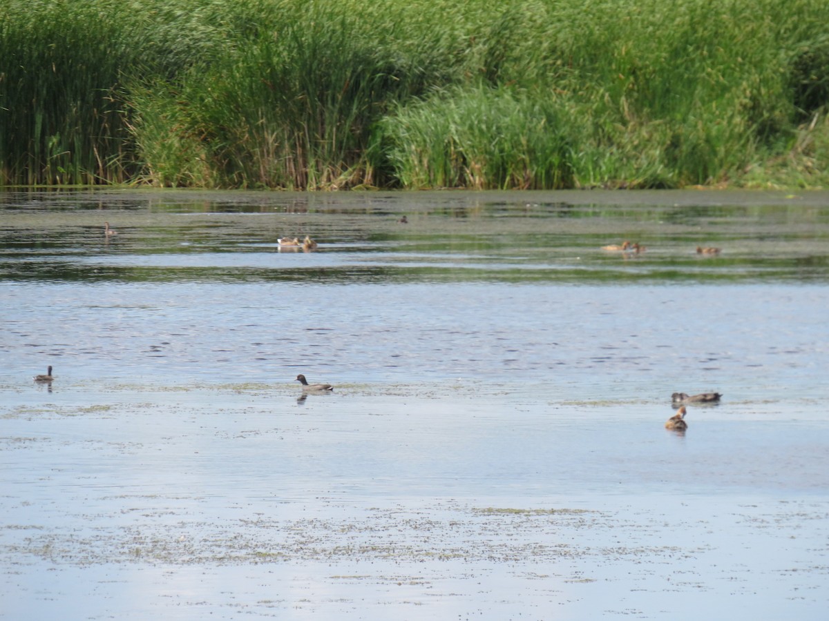 American Coot - ML611846497