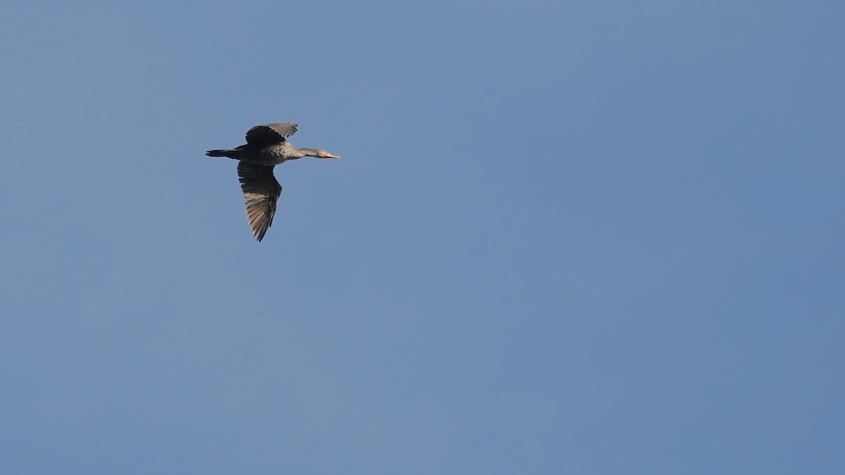 Double-crested Cormorant - ML611846500