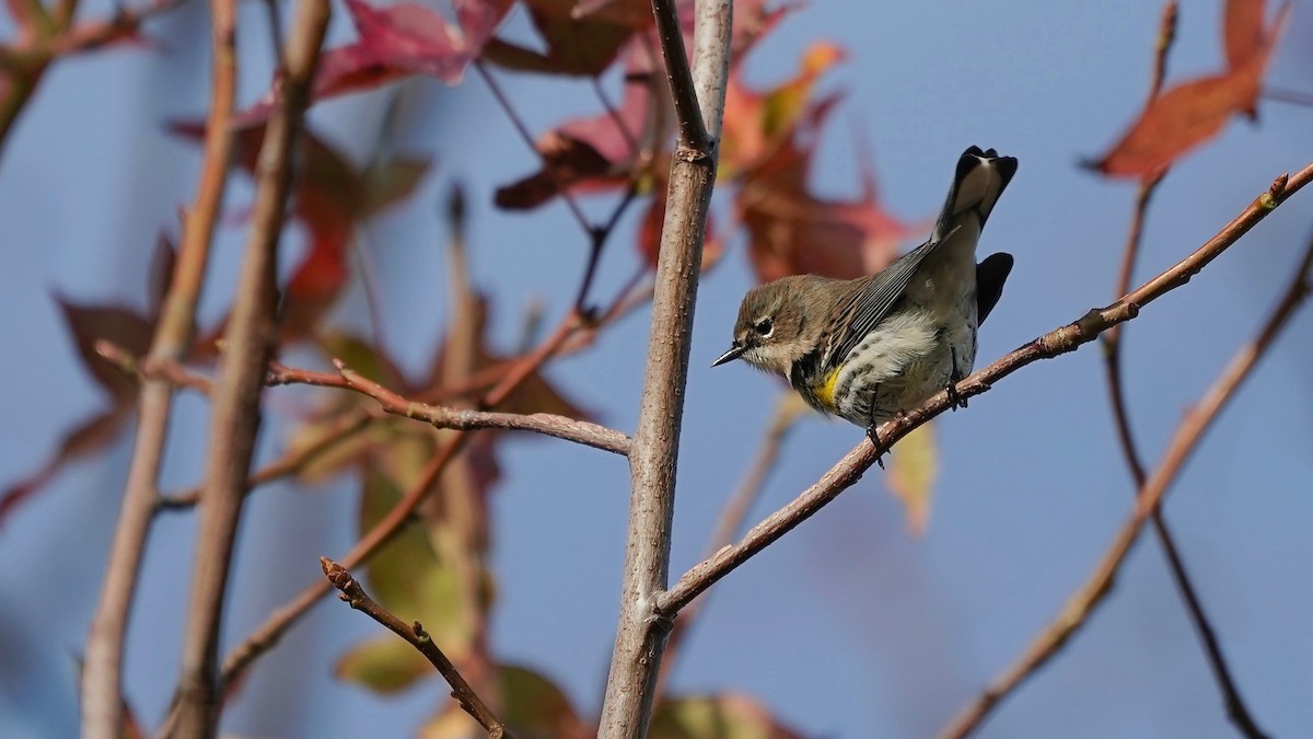 Yellow-rumped Warbler - Indira Thirkannad