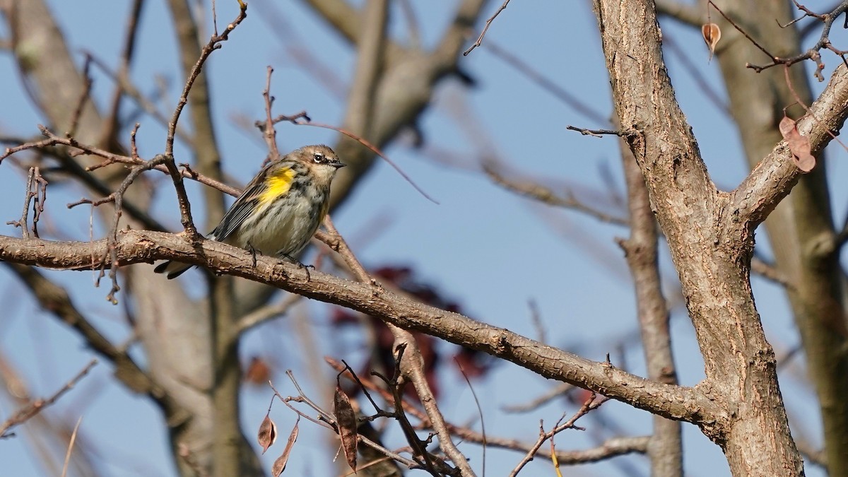 Yellow-rumped Warbler - ML611846585