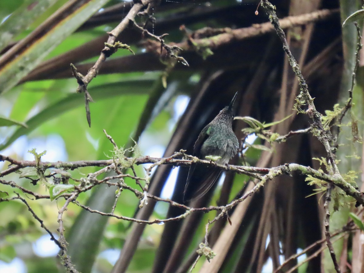 Greenish Puffleg - Jose Martinez De Valdenebro